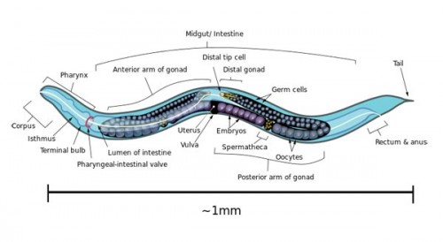 OpenWorm Caenorhabditis elegans | Internet with a Brain